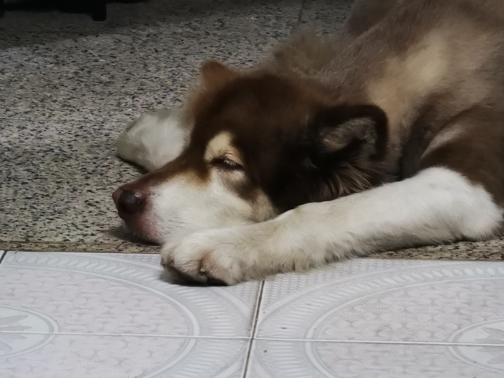 Happy the Alaska dog 1