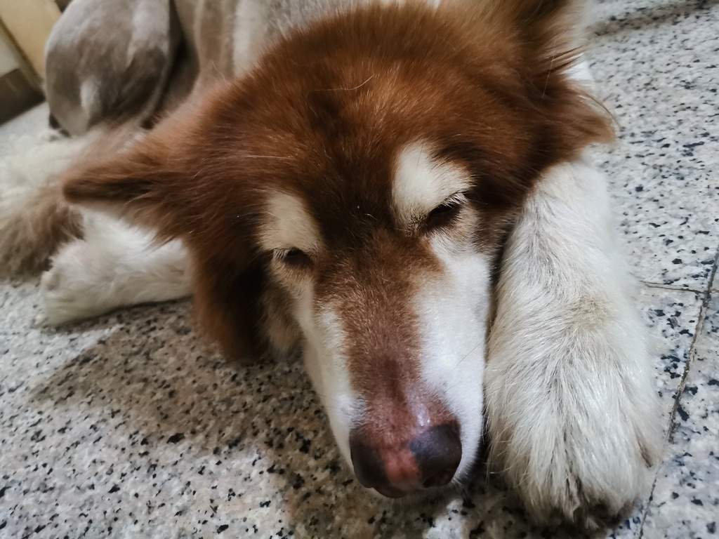 Happy the Alaska dog 2