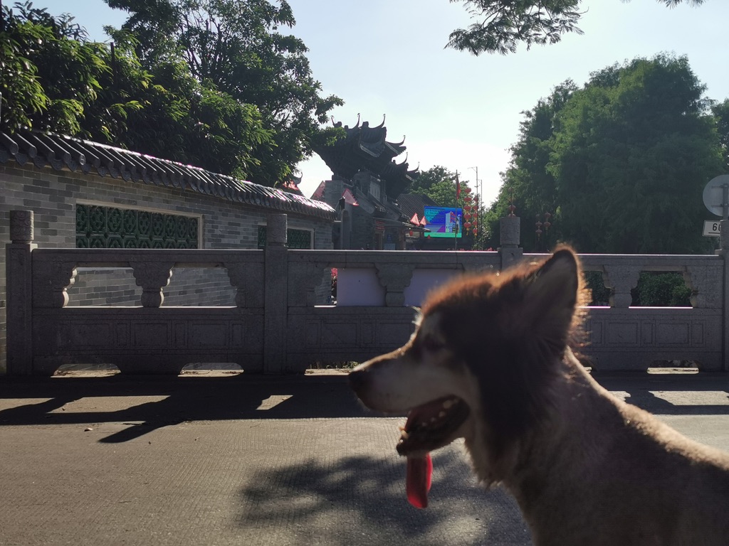 Happy the Alaska dog 3